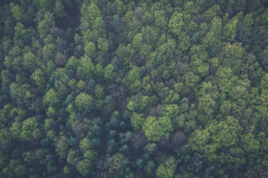 Free stock photo of bird s eye view, forest, green